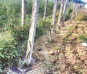 ड्रैगन फ्रूट की खेती कर फंसे किसान dragon fruit