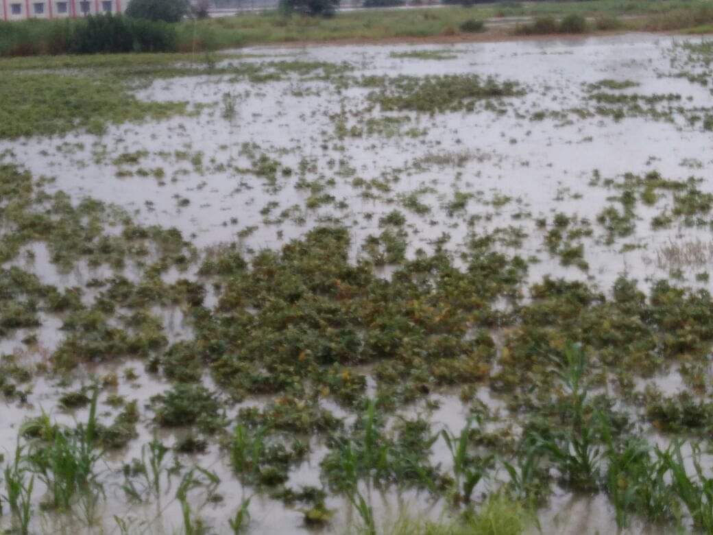 बरसातः मूंगफली की फसल डूबी, ताल-तलैया बना शहर water-lodging in mainpuri and kasganj after heavy rain