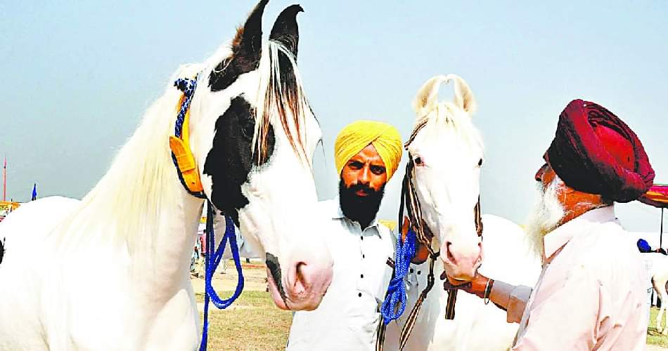 ‘हनीप्रीत’ हर रोज पीती है 24 लीटर दूध, पर वो राम रहीम की बेटी नहीं है honeypreet at cattle fair at chappar chiri mohali