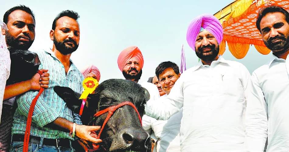 ‘हनीप्रीत’ हर रोज पीती है 24 लीटर दूध, पर वो राम रहीम की बेटी नहीं है honeypreet at cattle fair at chappar chiri mohali