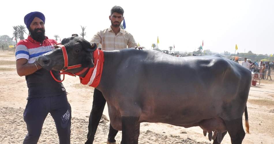 ‘हनीप्रीत’ हर रोज पीती है 24 लीटर दूध, पर वो राम रहीम की बेटी नहीं है honeypreet at cattle fair at chappar chiri mohali