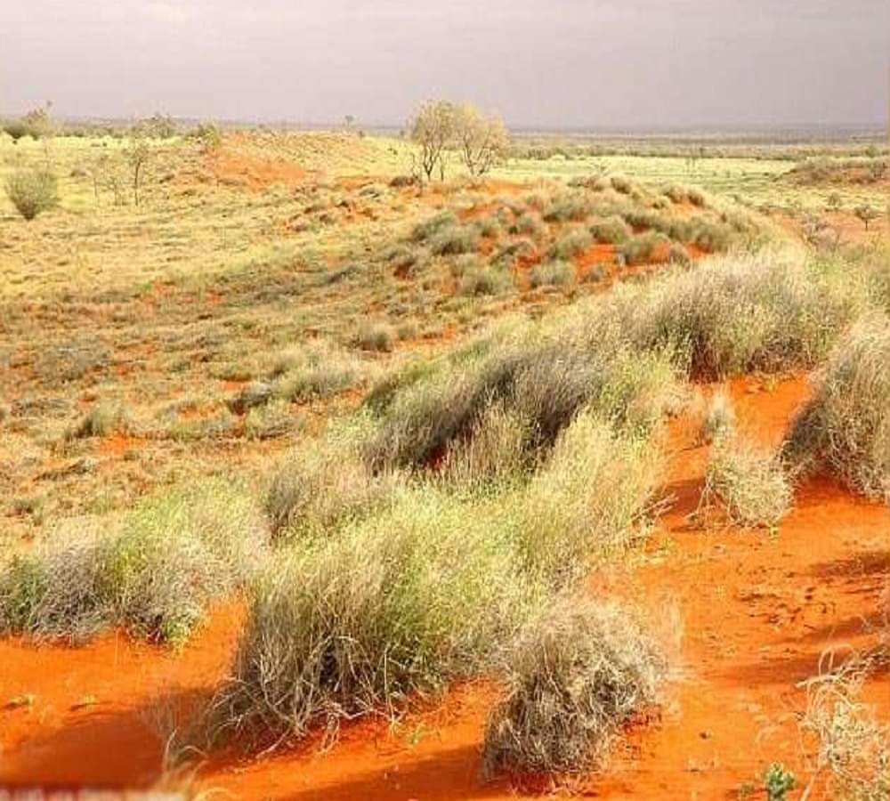 गजब: अगर ये घास, है आपके पास तो खाकर देखिए, बिल्कुल चिप्स जैसा स्वाद chips taste grass found in australia