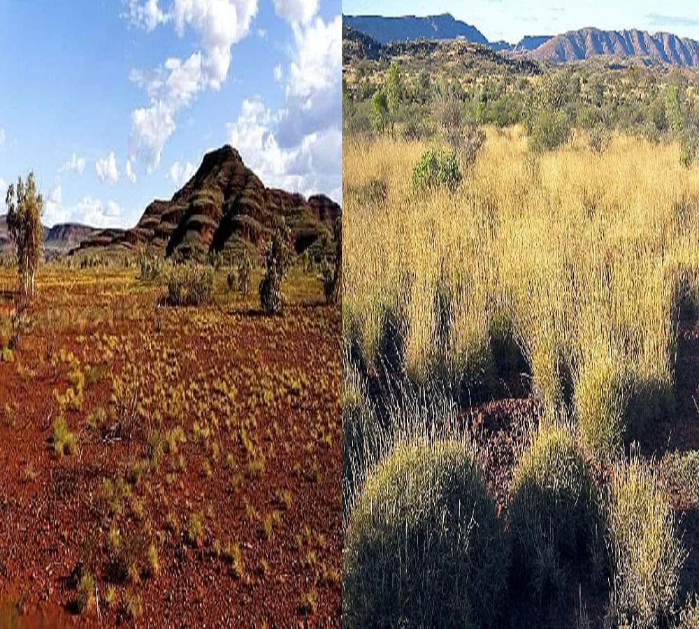 गजब: अगर ये घास, है आपके पास तो खाकर देखिए, बिल्कुल चिप्स जैसा स्वाद chips taste grass found in australia