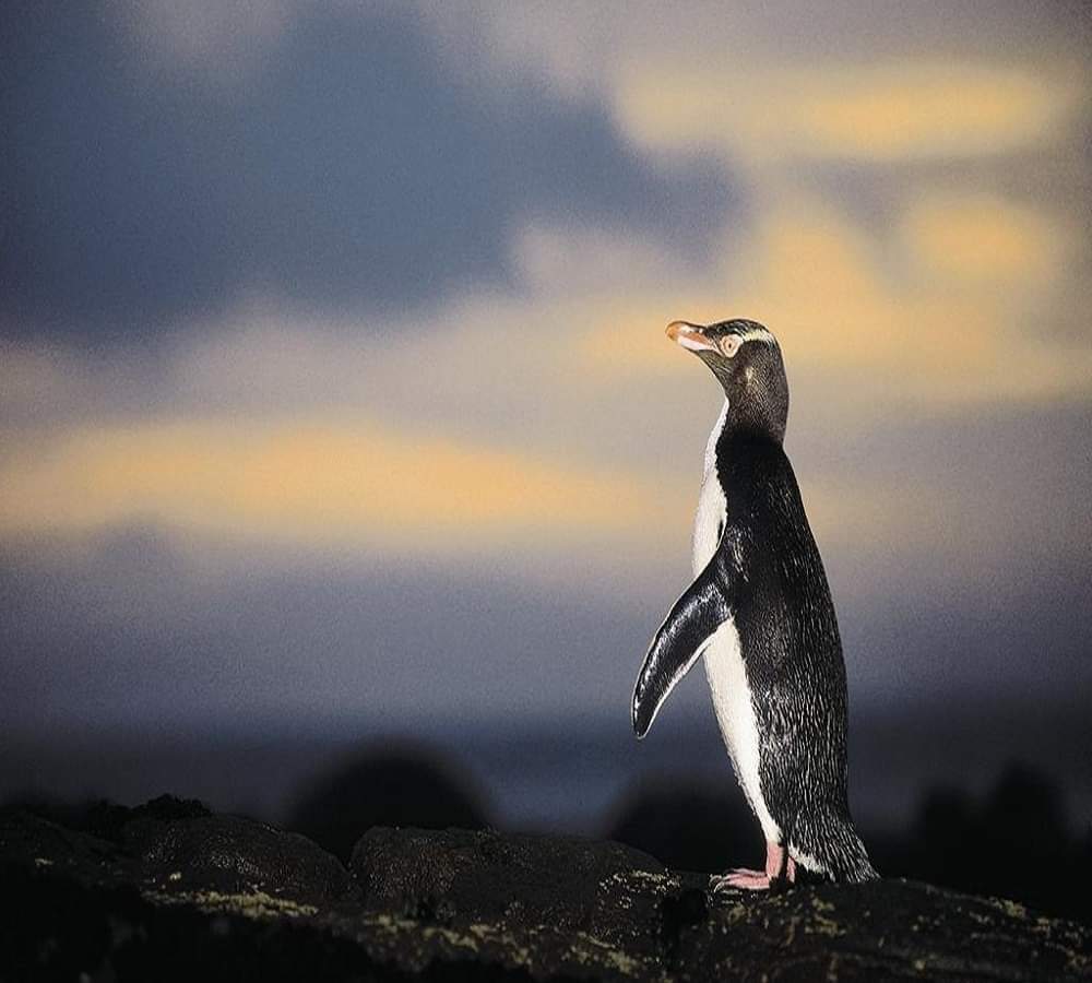 न्यूजीलैंड के डॉलर पर छपती है इस पक्षी की तस्वीर, आज हो गई ये हालत worlds most endangered penguin population crashes