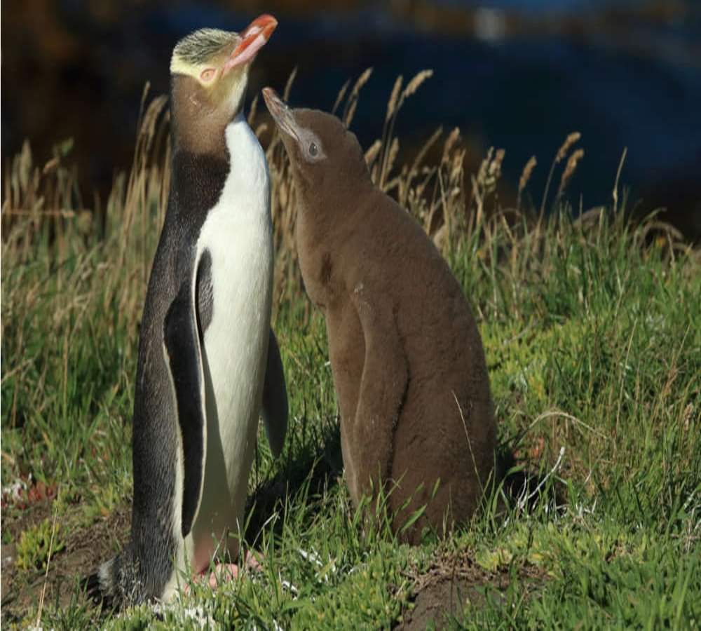 न्यूजीलैंड के डॉलर पर छपती है इस पक्षी की तस्वीर, आज हो गई ये हालत worlds most endangered penguin population crashes