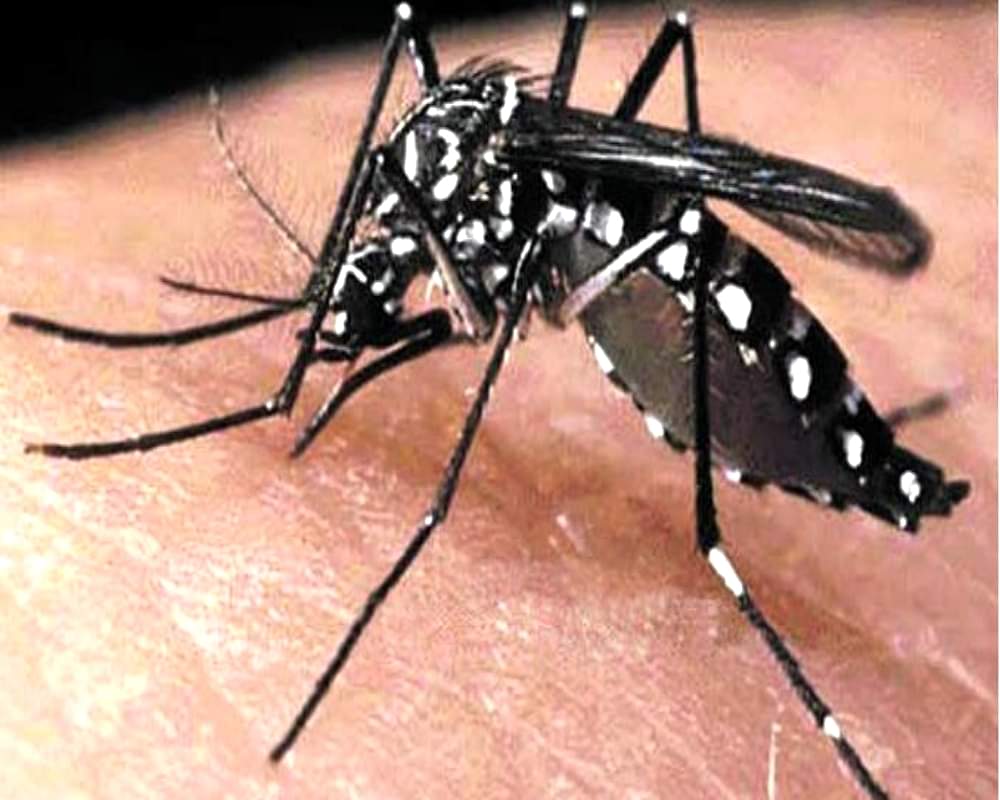 मच्छर के काटने पर क्यों होती है खुजली, ये हैं इसके 5 बड़े कारण mosquito bites itching reason | why do we itch after mosquito bite