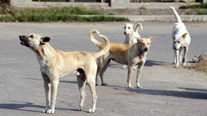 गुजरात: तीन साल के बच्चे को आवारा कुत्तों के झुंड ने नोंच-नोंचकर मार डाला, खेत में काम कर रहे थे माता-पिता Gujarat Stray dogs kill 3-year-old boy in Amreli