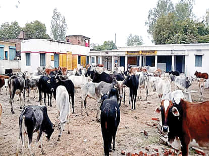 कुईथर के स्कूल में ग्रामीणों ने बंद किए सैकड़ों मवेशी Hundreds of cattle closed by the villagers at the school of Keither