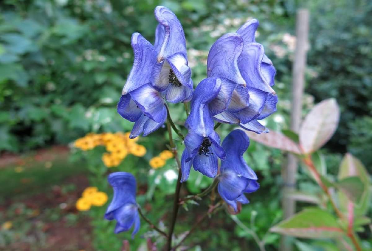 दुनिया के वो जानलेवा फूल, फल और पौधे, जो पल भर में सुला सकते हैं मौत की नींद most deadliest flower fruit and plants in world
