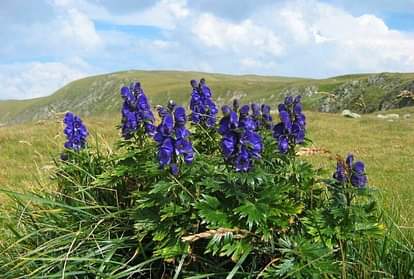 दुनिया के वो जानलेवा फूल, फल और पौधे, जो पल भर में सुला सकते हैं मौत की नींद most deadliest flower fruit and plants in world