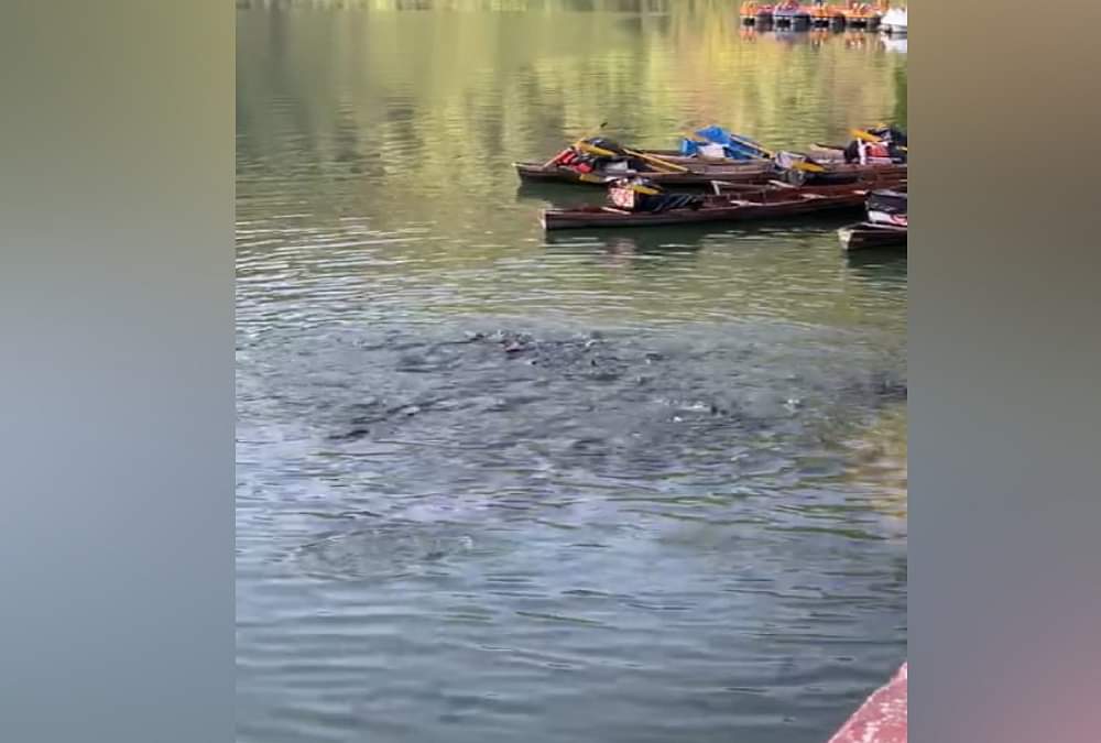 नैनीताल: लॉकडाउन से नैनी झील का पानी हुआ इतना साफ कि दिखने लगी 20 फीट गहराई तक की मछलियां, तस्वीरें... Lockdown Uttarakhand: Naini Lake water Very clean, Fishes see even 20 feet down in water