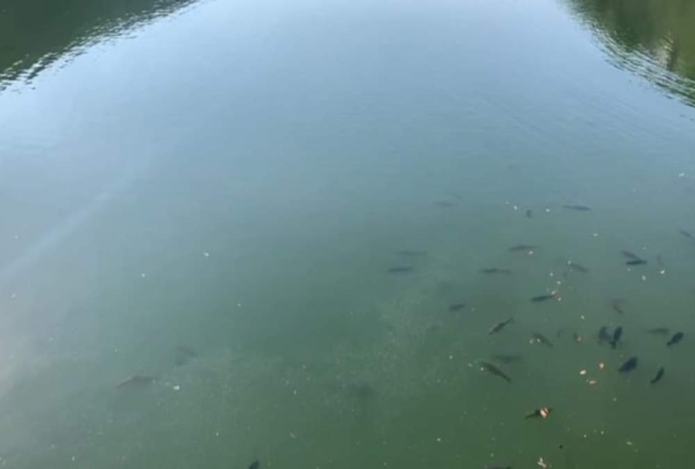नैनीताल: लॉकडाउन से नैनी झील का पानी हुआ इतना साफ कि दिखने लगी 20 फीट गहराई तक की मछलियां, तस्वीरें... Lockdown Uttarakhand: Naini Lake water Very clean, Fishes see even 20 feet down in water