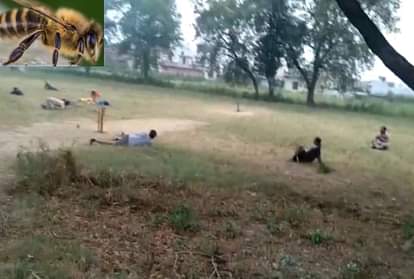 क्रिकेट खेल रहे युवकों पर मधुमक्खियों ने बोला हमला, इसके बाद वहां जो हुआ तस्वीरों में देखिए... Bees Attack on Many youth during playing cricket in Roorkee, See Photos