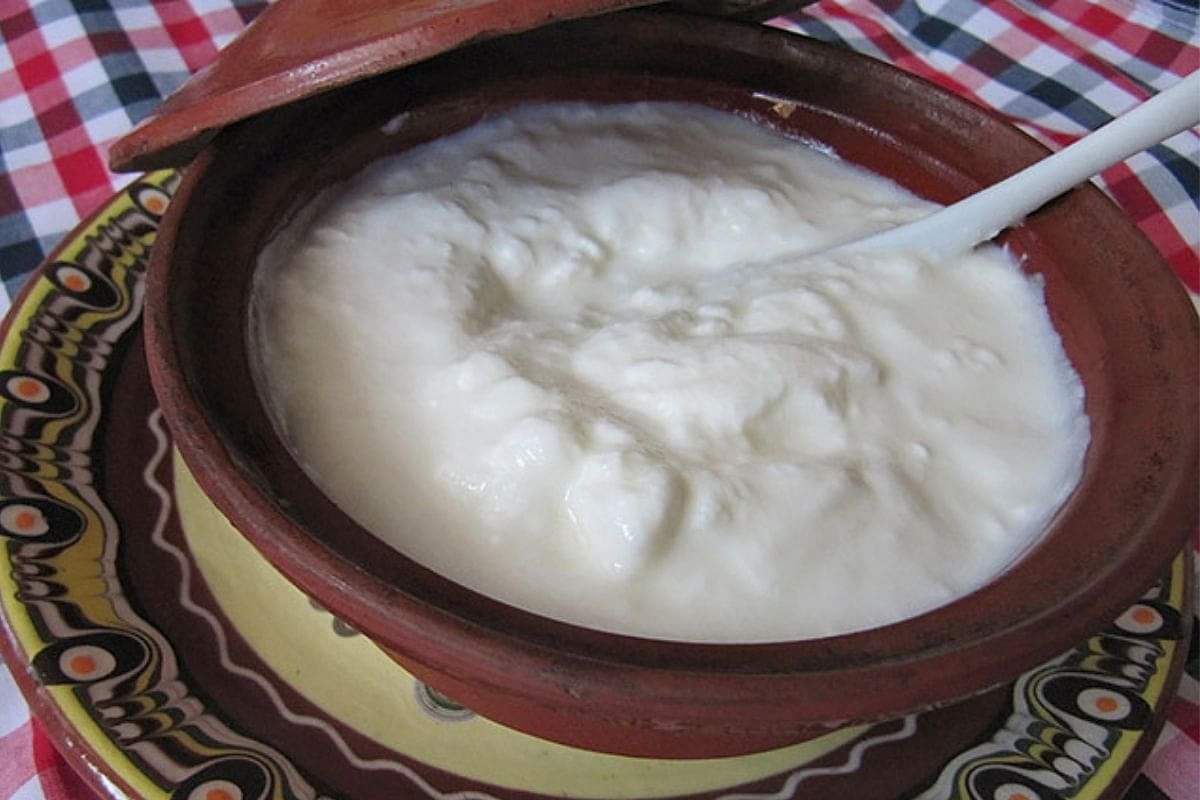 Curd On Hair: दही के साथ इस तेल को मिलाकर बालों में लगाएं, डैंड्रफ से मिलेगा छुटकारा apply curd with mustard oil to get rid of dandruff and itchy scalp