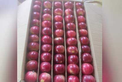 Apple Prices Himachal: हिमाचल में निजी कंपनियां नहीं, अब कमेटी तय करेगी सेब के दाम now the committee will decide the price of apples, Not private companies in himachal