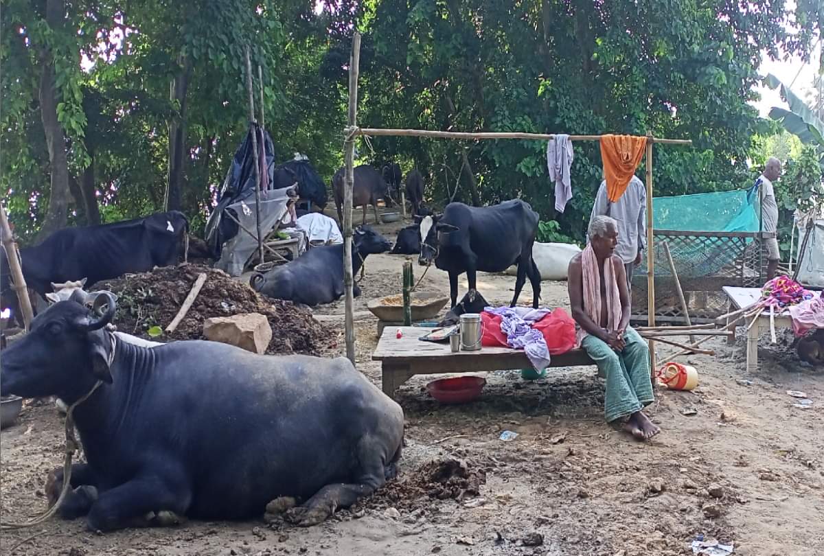Gorakhpur Flood: ग्रामीणों के सामने खड़ी हुई नई समस्या, बोले- चारे की फसल डूब गई, अब पशुओं को खिलाएं क्या? Gorakhpur Flood Special Story: special story on Gorakhpur Flood problem for animals