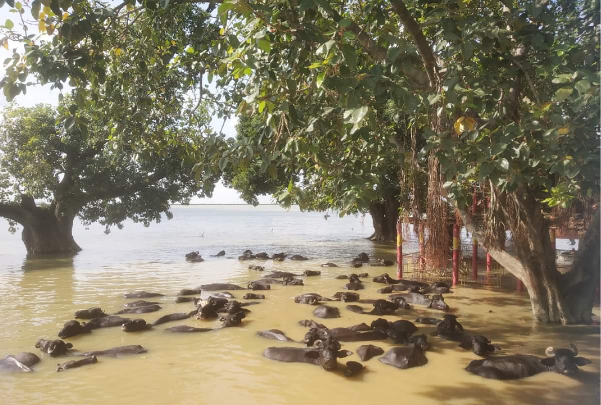 Gorakhpur Flood: ग्रामीणों के सामने खड़ी हुई नई समस्या, बोले- चारे की फसल डूब गई, अब पशुओं को खिलाएं क्या? Gorakhpur Flood Special Story: special story on Gorakhpur Flood problem for animals