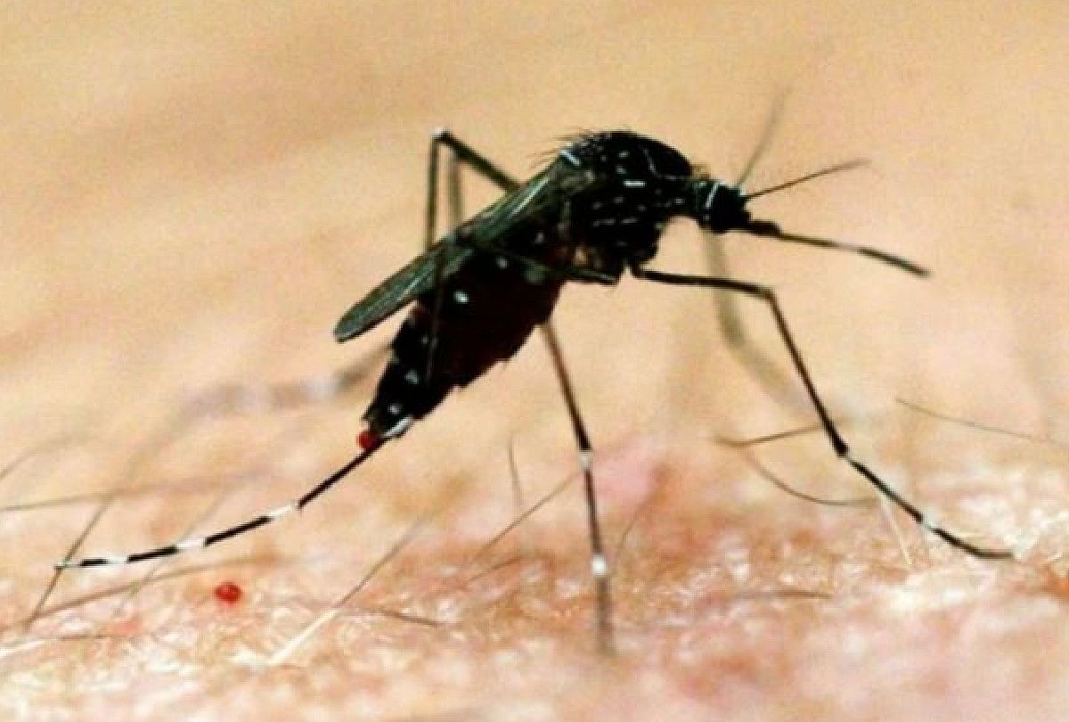 Dengue cases break record of last five years in Ludhiana