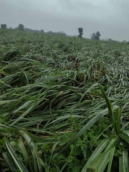 गन्ने की 40 फीसदी फसल खराब होने का अंदेशा 40 percent of sugarcane crop is expected to be damaged