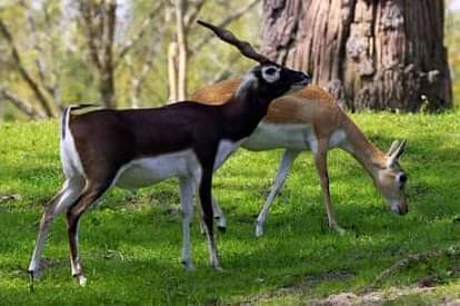 सोनभद्रः इको पर्यटन के रूप में विकसित होगी ब्लैक बक घाटी, ब्यूटी ऑफ सोन को भी संवारने की योजना Sonbhadra: Black Buck Valley to be developed as eco tourism, plans to beautify Beauty of Son too