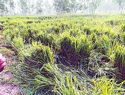 टेबल्स ने सहजन बीट के जंगल में मचाया उत्पात Elephants created ruckus in the forest of Sahajania Beet