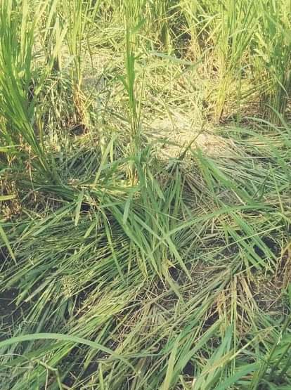 बराही रेंज में हाथी हुए आक्रामक, वन विभाग की टीम को दौड़ाया wild animal
