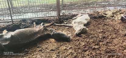 बहादुरपुर लोहिया की गोशाला में दो और गोवंशों की मौत etawah news,Two more cows died in Bahadurpur Lohia Gaushala