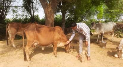 गायों में लंपी स्किन डिजीज ने बढ़ाई चिंता Lumpy skin disease in cows raised concerns