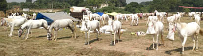 बटेश्वर मेलाः घोड़े-खच्चर का मेला खत्म, घोड़ों का अभी चल रहा Bateshwar Fair: Horse-mule fair is over, horses are still running