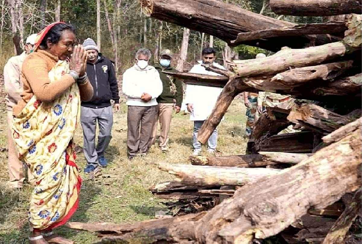 अलविदा सुपर मॉम: कौन है वो चर्चित आदिवासी महिला, जिन्होंने बाघिन को दी मुखाग्नि, फूलों से सजी चिता में हुआ अंतिम संस्कार Death of Super Mom Tigress who gave birth to 29 cubs in 17 years