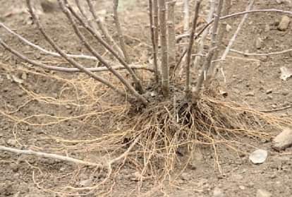 Horticulture: हिमाचल में बागवानों को 200 में उपलब्ध होगा 800 में मिलने वाला विदेशी सेब का पौधा horticulturists will get foreign apple plant for Rs 200 which was available for Rs 800 in himachal, disease fr