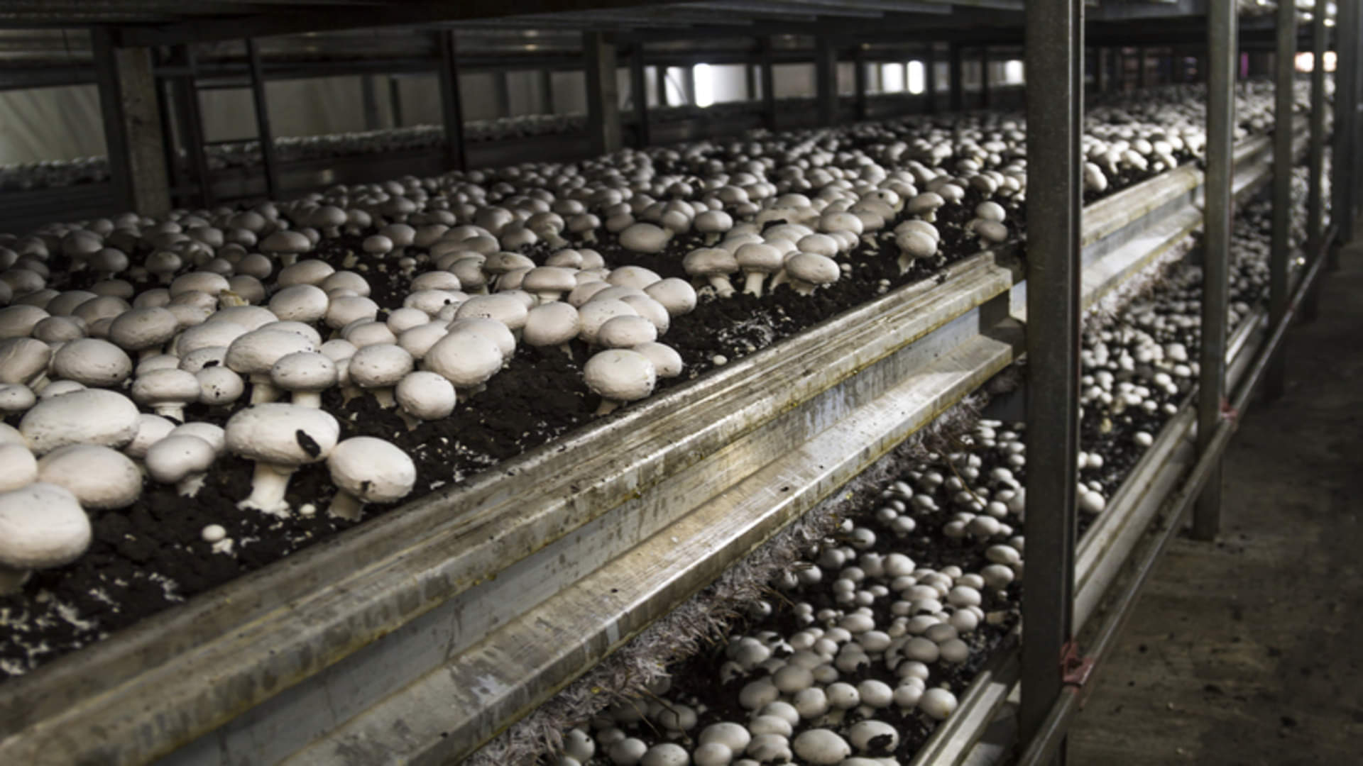 Business Ideas: मानसून सीजन में शुरू करें मशरूम की खेती, हर महीने होगी बंपर कमाई Monsoon Business Ideas Start Mushroom Farming get Per Month Lakh of Rupees in Rainy Season