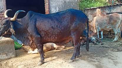 हरियाणा में लंपी बेकाबू: तीन दिन में 63 गायों की मौत, रोजाना आ रहे 3000 से ज्यादा नए मामले More than 3000 cases of lumpy virus daily in Haryana