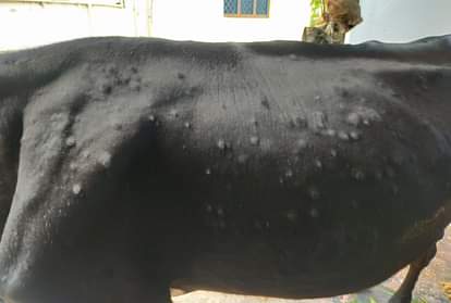 Lumpy Virus: देहरादून के मवेशियों पर लंपी बीमारी का हमला, दो दर्जन से अधिक दुधारू हो चुके संक्रमित Lumpy Virus attack in dehradun many cows infected