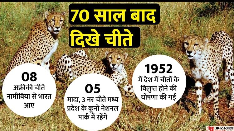 Cheetah Reintroduction Project In India All You Need To Know Amar