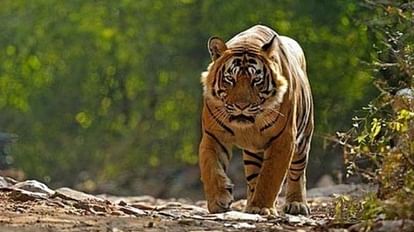 बाघ का सांकेतिक फोटो।