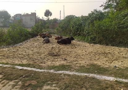नयानगर मोहल्ले में सेल्फी प्वाइंट पर बैठे मवेशी।