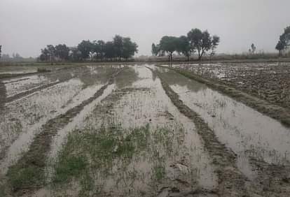 Pilibhit News: आलू, मटर, सरसों की फसल को क्षति पहुंचने का सताने लगा डर agricultur
