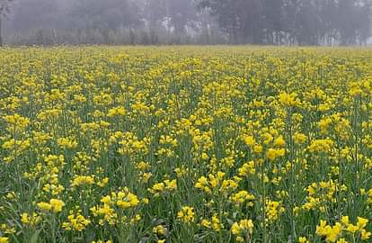 पीलीभीत: किसानों को तापमान के साथ माहू की भी चिंता agricultur
