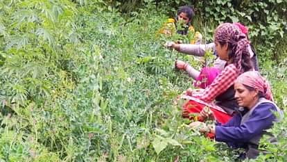 खेतीबाड़ी: मटर के दाम में 60 फीसदी की गिरावट, 40 रुपये किलो बिक रहा, किसान मायूस Pea price drops to Rs 40 per kg in Kullu Himachal Pradesh farmers in distress