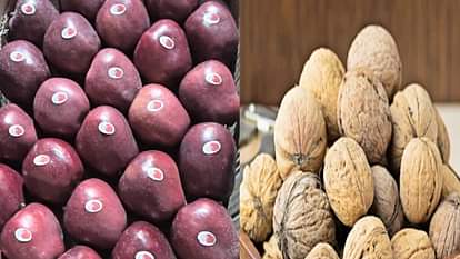 Horticulture News: बागवानों के लिए सेब और अखरोट के रोगरोधी पौधे तैयार करवाएगा आईसीएआर ICAR will prepare disease resistant plants of apple and walnut for the orchardist