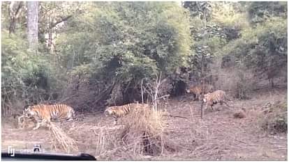 MP News: बांधवगढ़ टाइगर रिजर्व, पनपथा बफर जोन में तीन बच्चों के साथ दिखाई दी बरुहली बाघिन Bandhavgarh Tiger Reserve Baruhali tigress seen with three cubs in Panpatha buffer zone
