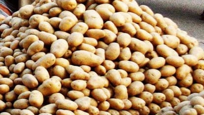 सराहनीय पहल:                                    अ से अनार पढ़ाते हुए उगा दिए 12 क्विंटल आलू, शिक्षकों ने उगाया मिर्च, बैंगन, प्याज, लहसुन, धनिया