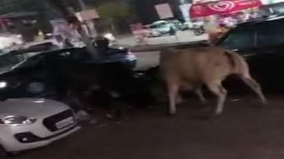 Rewari: मॉडल टाउन में दो सांड आपस में भिड़े; अफरा तफरी का माहौल, दो कार और एक बाइक क्षतिग्रस्त Two bulls clash in Rewari Model Town; atmosphere of chaos, two cars and bike damaged