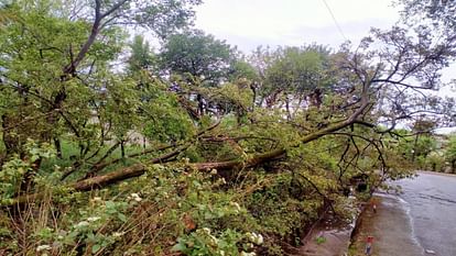 Himachal Weather: हिमाचल में अंधड़ ने ली तीन की जान, 19 वाहन क्षतिग्रस्त, दस भवनों की छतें उड़ीं Himachal weather: Storm caused havoc in state: Roofs of houses blown away, wheat crop scattered in fields, tre