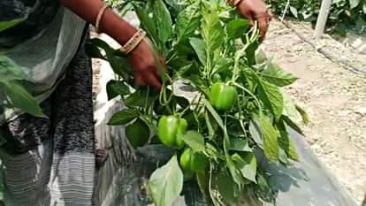 खेती की तरफ युवाओं की वापसी: पंजाब में 1200 से अधिक युवा बने कृषि-बिजनेसमैन, 50% सब्सिडी बनी फायदे का साैदा Youth return to farming Over 1200 young people in Punjab become agribusinessmen