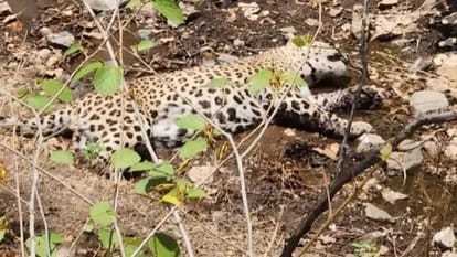 Indore leopard attack forest team