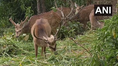 Dead body of deer found in residential area, CCTV reveals the secret, Forest Department is investigating