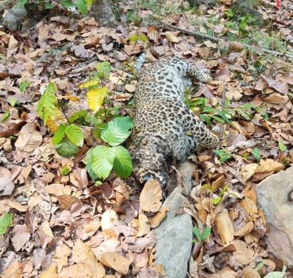 Leopard dies under suspicious circumstances in Bandhavgarh Tiger Reserve