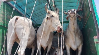 Hindu organization workers stopped 47 trucks loaded with cattle